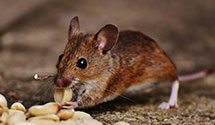 24 Hour & Emergency Exterminators in Southern Pines, NC